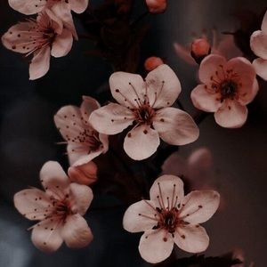 Meet your Posher, Courtnie